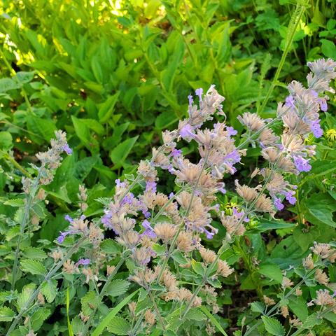 Catnip mint plants & their small purple flowers.