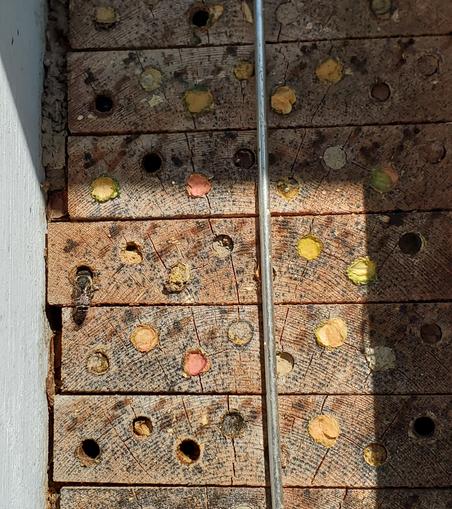 Blue orchard mason bee, making deposit at the bee condos at Welland community orchard.