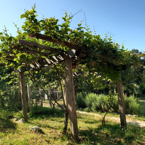 Concord grapes growing on trellis structure.