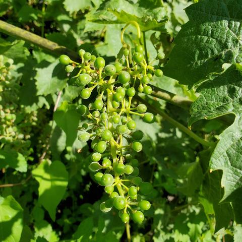 Baby wine grapes on vine.