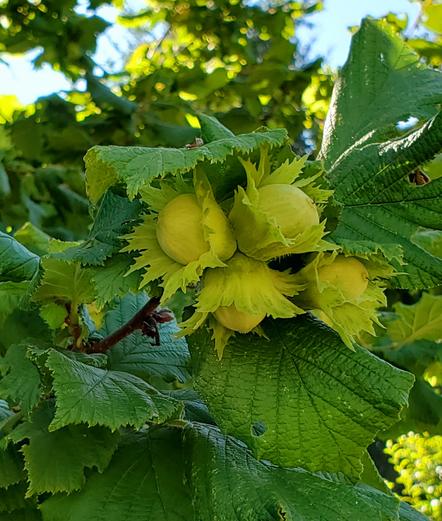 4 baby hazelnuts on tree.