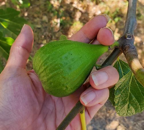 My left hand holding an unripe fig on tree.