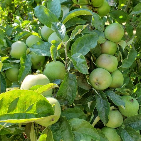 Many green apples on one branch.