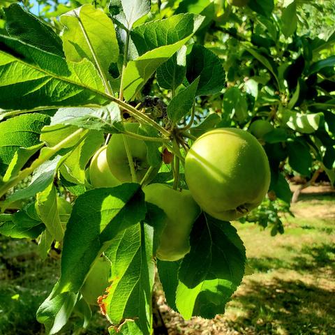 Some young Granny Smith apples.