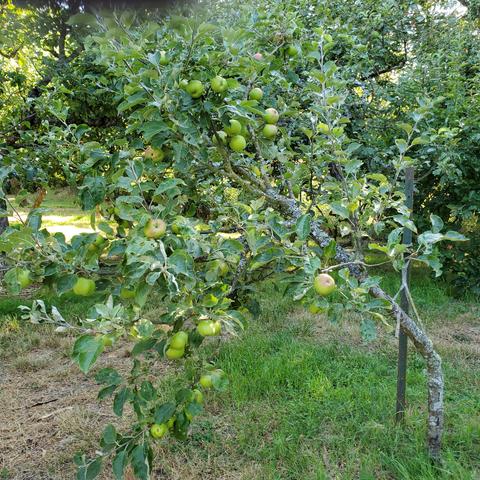 Dwarf apple tree, loaded with fruit.