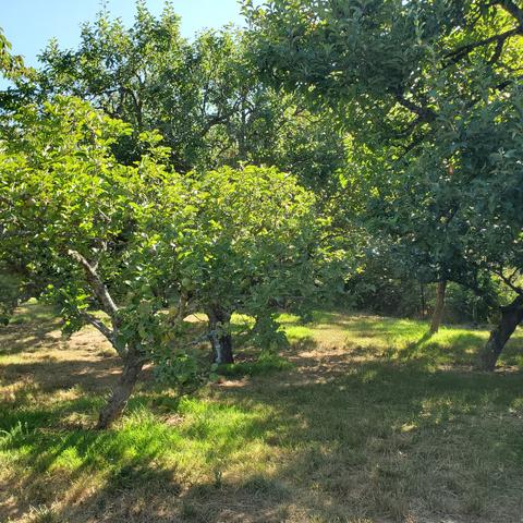 Part of the heritage orchard. Plum & apple trees.