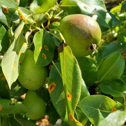 Pears on tree with rust rot on leaves.