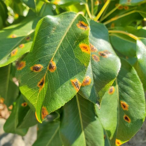 Rust rot brown & black spots on pear tree leaves.