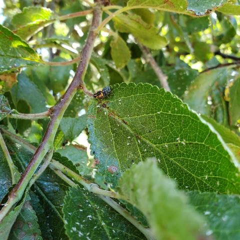 Ladybug larvae on plum leaf foliage. Feeding on aphids.