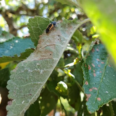 Ladybug larvae on plum leaf foliage. Feeding on aphids.