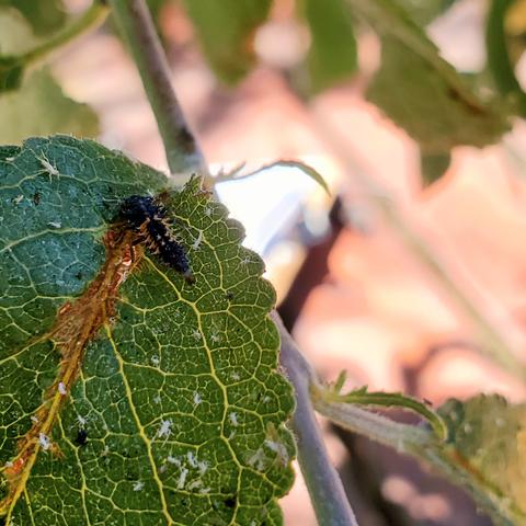 Ladybug larvae on plum leaf foliage. Feeding on aphids.