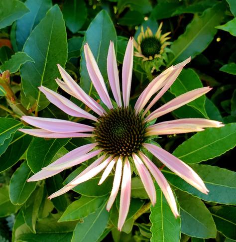 Pink echinacea flower in early bloom. Straight on shot with a bud in background.