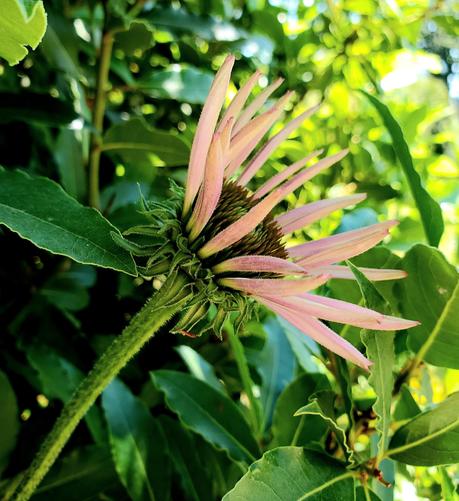 Side profile view of pink echinacea flower.