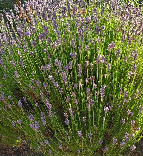 Tons of purple lavender flowers.