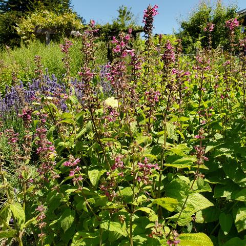 Hummingbird sage & catnip mint growing together.