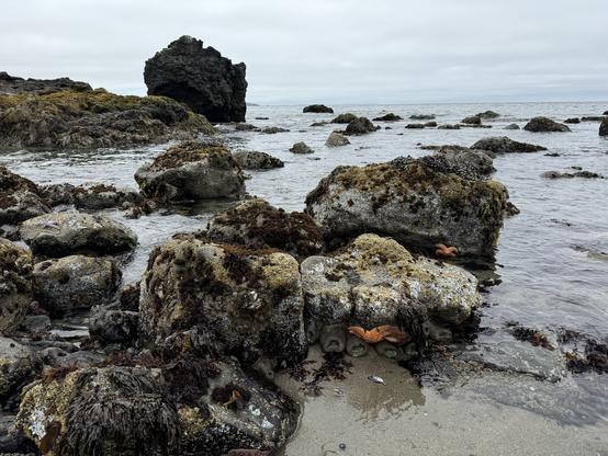 Rocky shoreline with various sized rocks covered in algae and marine life. A few starfish are visible and the background includes a large rock formation with a cloudy sky overhead.