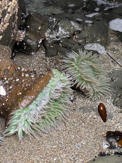 Two sea anemones with green tentacles are underwater among rocks and sand.