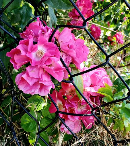 Pink rugosa roses, bursting through black chainlink fence.