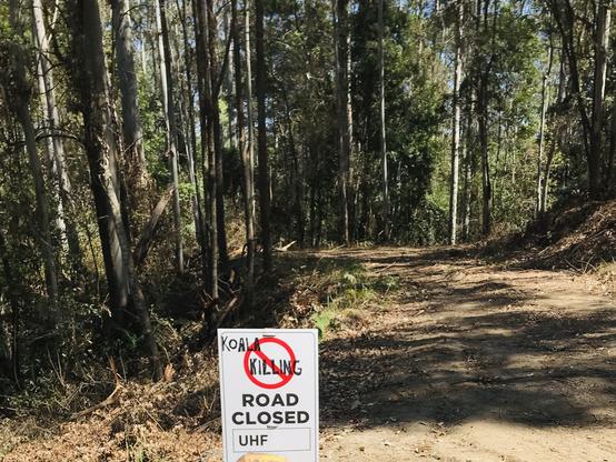 Koala habitat, Tuckers Nob, Bellingen