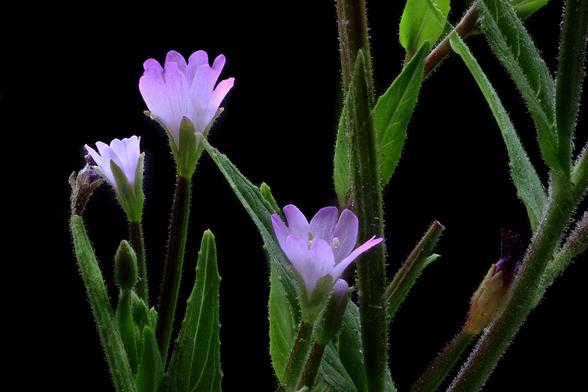 2x Macro Fringed Willowherb