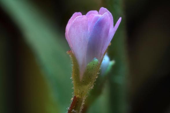 2x Macro Fringed Willowherb