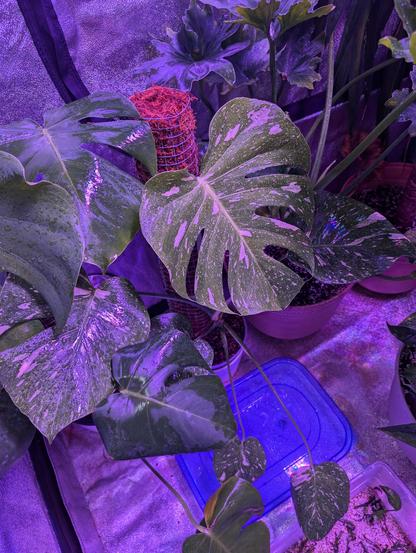 New big fenestrated leaf on the Thai constellation.
