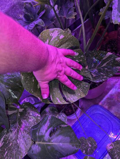 New big fenestrated leaf on the Thai constellation is bigger than my hand, 7 inches wide by 11 inches long roughly.