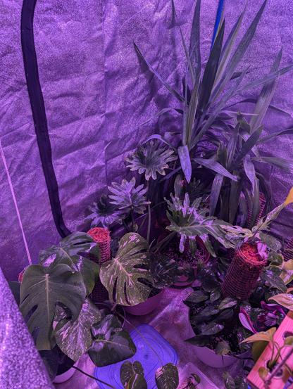 Snapshot of some of the plans in the tent. Monstera, Thai Constellation monster, Hope leaf philodendron, and some type of Yucca in the background. The Baltic Blue is visible as well in the lower right.