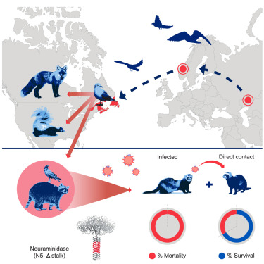 Transatlantic spread of HPAI H5N5 from Europe to Canada with spillover in mammals.