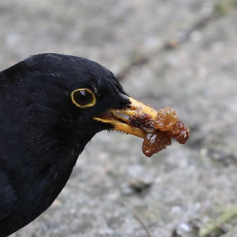 This is a close up of the head and beak of a Blackbird. 
The yellow beak is fully loaded with a number of Sultanas. 
The favorite food of Blackbirds in the garden.