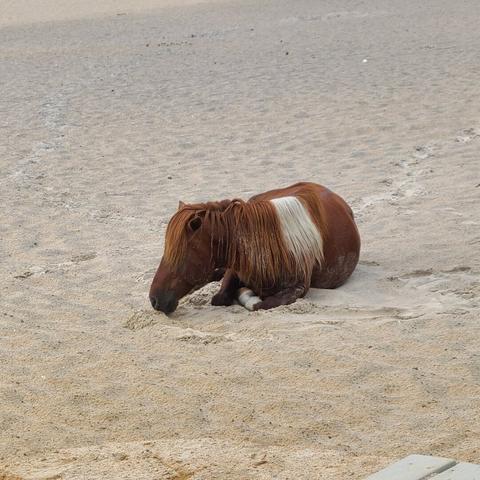 Photograph of a brown and white horse laying down on the beach.