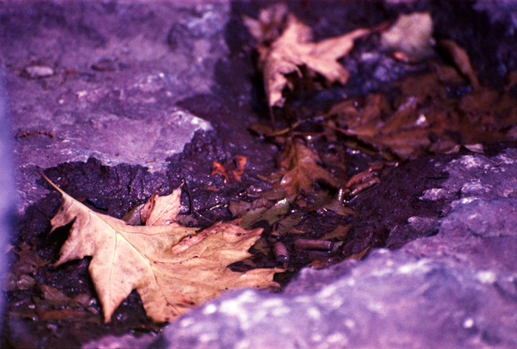 Early summer remnants of fall leaves and browned cigarette butts line a puddle formed in a stone sculpture.