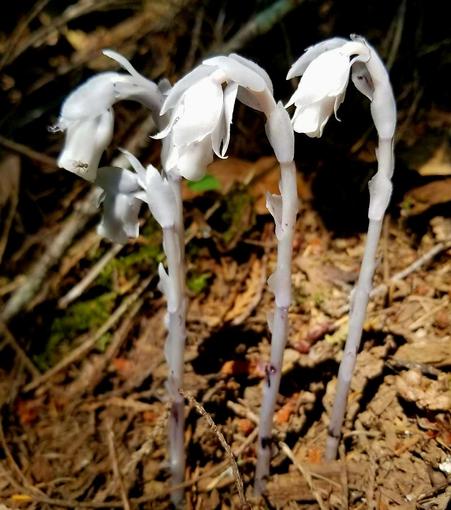 White Indian ghost pipe perennial plants & flowers, on forest floor.