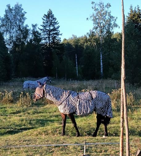 Kaksi hevosta laitumella. Niillä on molemmilla yllään seeprakuvioiseet nutut. Tai miksi tommosia hevosten vaatteita nyt sitten sanotaankaan.