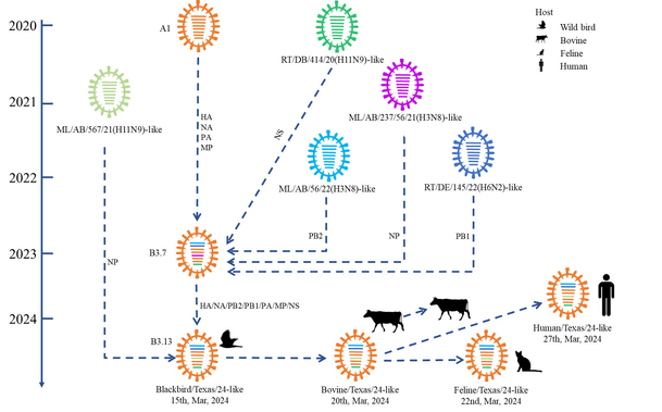 Schematic representation of genomic composition and reassortment time of HPAI H5N1 viruses from dairy cattle and other animals and human in March 2024.