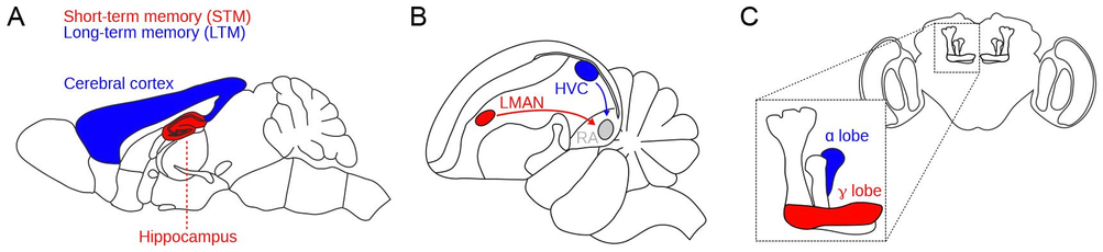 Schematic of short- and long-term memory systems across species and brain areas. A. In mice and other mammals, hippocampal memories are consolidated into cerebral cortex. B. Zebrafinch song learning initially depends on LMAN but later requires only HVC-to-RA synapses in the song motor pathway. C. In the Drosophila mushroom body (inset), short- and long-term memories depend on dopamine-dependent plasticity in the γ and α lobes, respectively.