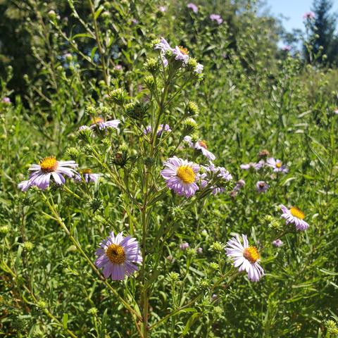 Several purple, daisy-like flowers on Douglas aster plants.