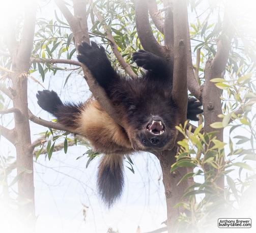 Photograph of a wolverine upside-down in a tree