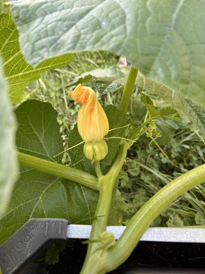 Photo of a squash plan growing off the side of a raised bed. There is a round bulb on the end of a stem with an orange flower off the end of it. So far the squash is just a small round lil thing.