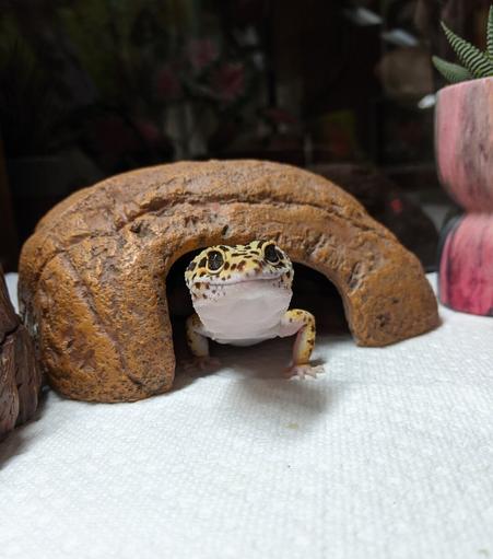 Photo of the same leopard gecko peaking out of their hot hide, it looks like they have a big smile looking at the camera.