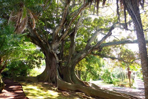 Ein großer Ficus-Baum mit ausladendem Wurzelwerk steht in einer Parklandschaft.