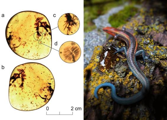 photos of amber fossils and a living lizard