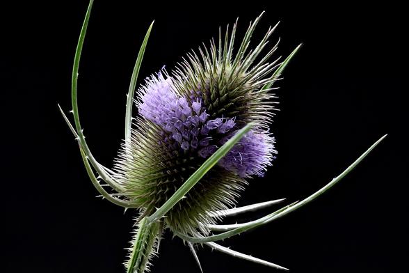 2x Macro Wild Teasel
Taken with the Oshiro 60mm 2x Super Macro Lens and the WeMacro Focus Rail using Zerene Stacker