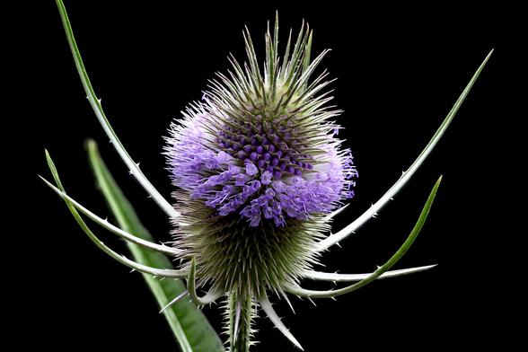 2x Macro Wild Teasel
Taken with the Oshiro 60mm 2x Super Macro Lens and the WeMacro Focus Rail using Zerene Stacker