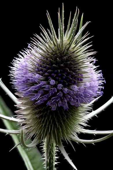 2x Macro Wild Teasel
Taken with the Oshiro 60mm 2x Super Macro Lens and the WeMacro Focus Rail using Zerene Stacker