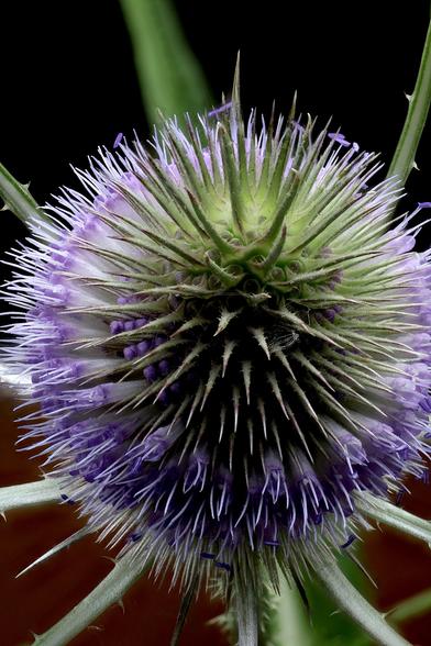 2x Macro Wild Teasel
Taken with the Oshiro 60mm 2x Super Macro Lens and the WeMacro Focus Rail using Zerene Stacker