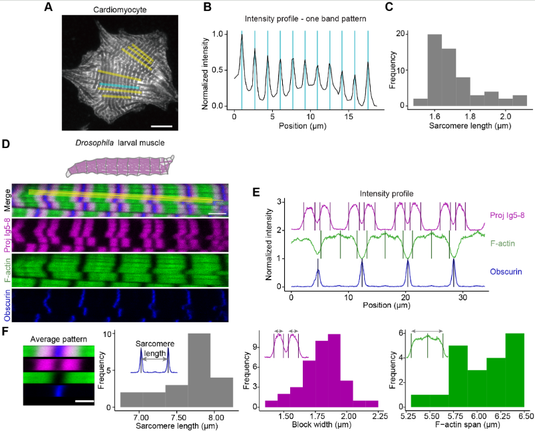 Figure showing the application of PatternJ in muscle samples.