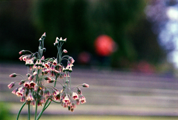 A shallow focus photograph of a cluster of flowers blooming with deep red petals that fade to cream at their borders. The fully bloomed look like ornate bells.