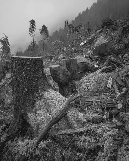 Old growth stumps in a deforested clearcut.
They are on a sloped mountain - background is more clearcut & fog over forest that has since been cut down.
Black and white photo.