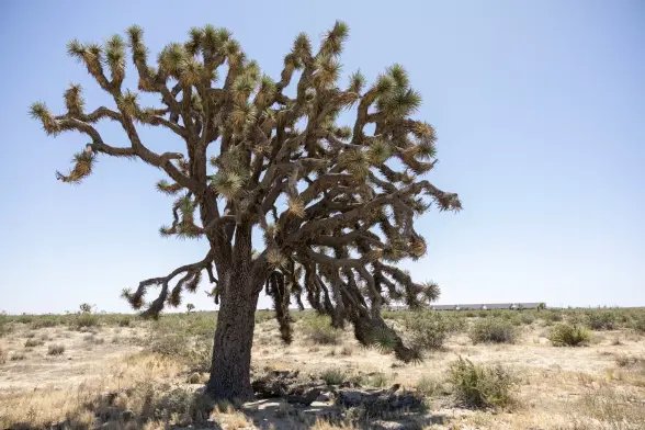 photo of a very old Joshua tree in an arid landscape